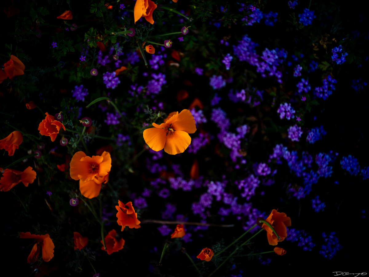 Pretty things that I wanted to take pictures of around Berkeley in 2023.